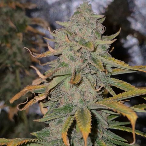 Tangerine dream 🌴 (60-65bt)  growlog timeline photo