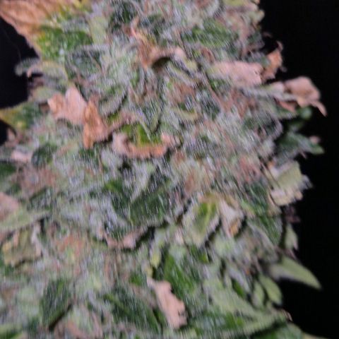💚Bubba kush 🦝 (56-63 BT) growlog timeline photo