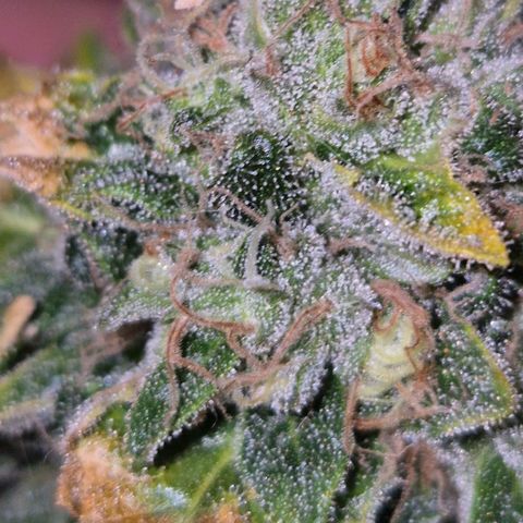 💚Bubba kush 🦝 (56-63 BT) growlog timeline photo