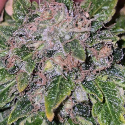 💚Bubba kush 🦝 (56-63 BT) growlog timeline photo