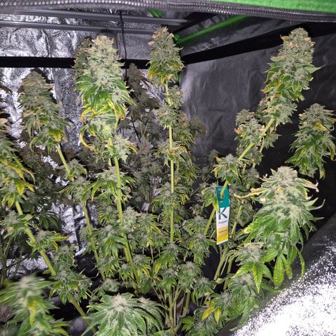 💚Bubba kush 🦝 (56-63 BT) growlog timeline photo