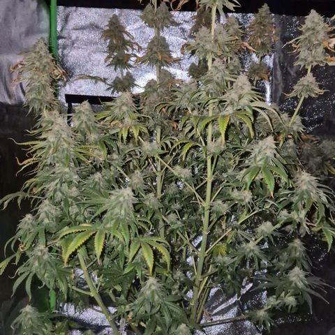 Tangerine dream 🌴 (60-65bt)  growlog timeline photo