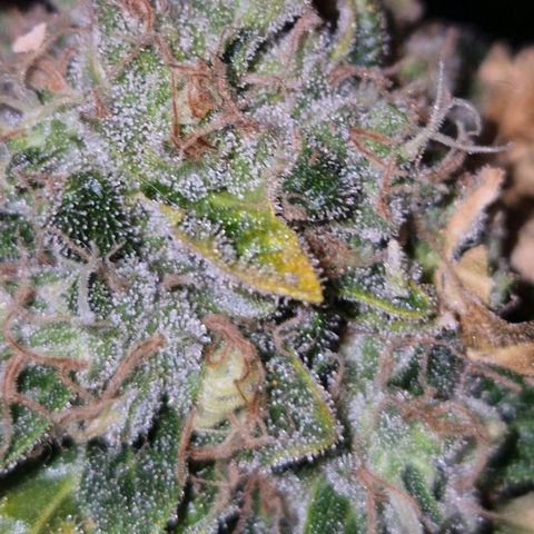 💚Bubba kush 🦝 (56-63 BT) growlog timeline photo