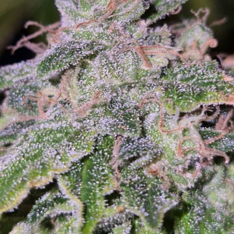 💚Bubba kush 🦝 (56-63 BT) growlog timeline photo