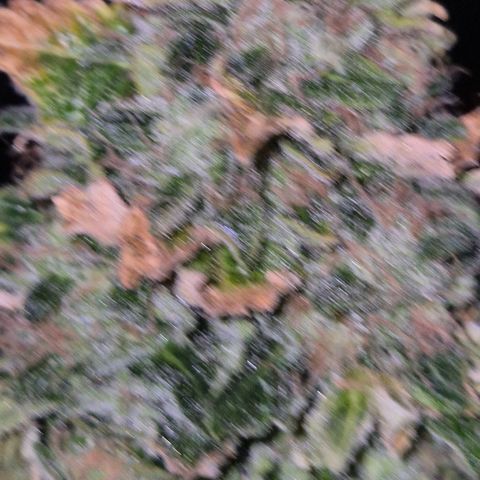 💚Bubba kush 🦝 (56-63 BT) growlog timeline photo