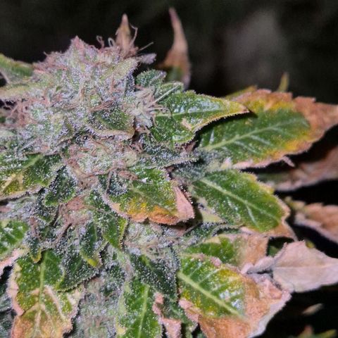 💚Bubba kush 🦝 (56-63 BT) growlog timeline photo