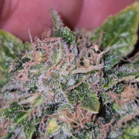 💚Bubba kush 🦝 (56-63 BT) growlog timeline photo