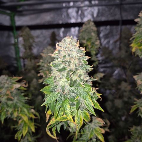 💚Bubba kush 🦝 (56-63 BT) growlog timeline photo