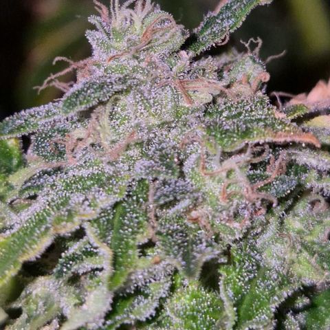 💚Bubba kush 🦝 (56-63 BT) growlog timeline photo