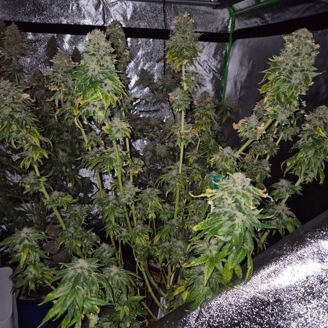 💚Bubba kush 🦝 (56-63 BT) growlog timeline photo