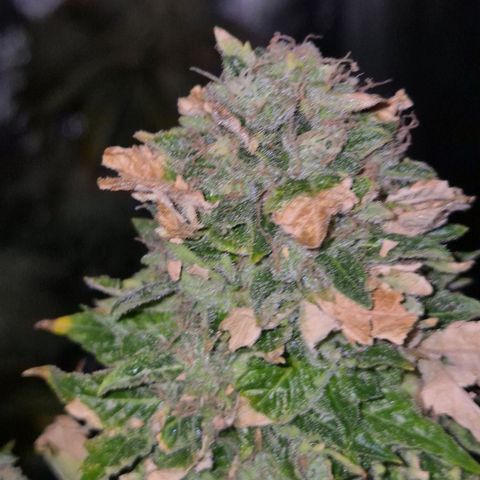💚Bubba kush 🦝 (56-63 BT) growlog timeline photo