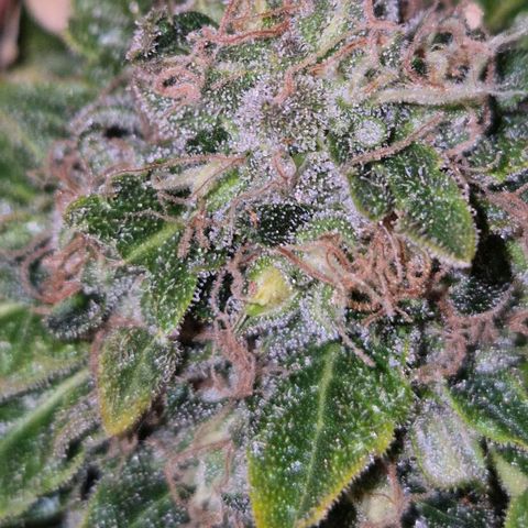 💚Bubba kush 🦝 (56-63 BT) growlog timeline photo