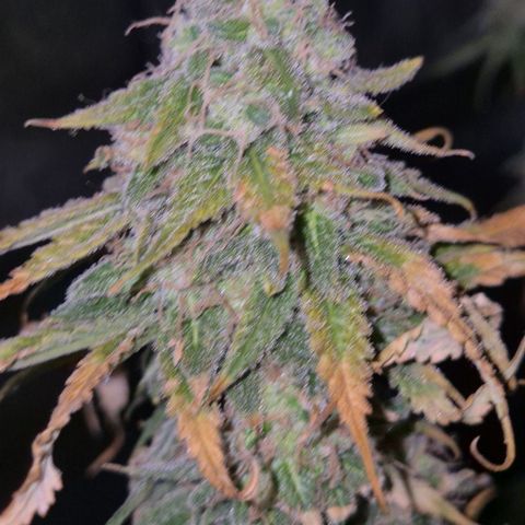 Tangerine dream 🌴 (60-65bt)  growlog timeline photo
