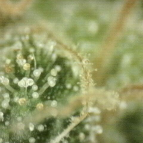 💚Bubba kush 🦝 (56-63 BT) growlog timeline photo