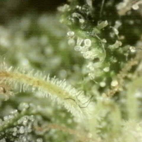 💚Bubba kush 🦝 (56-63 BT) growlog timeline photo