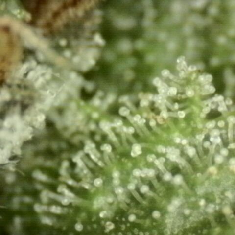 Tangerine dream 🌴 (60-65bt)  growlog timeline photo