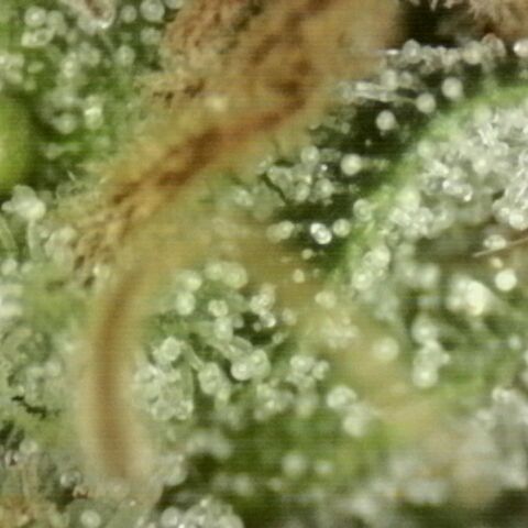 💚Bubba kush 🦝 (56-63 BT) growlog timeline photo