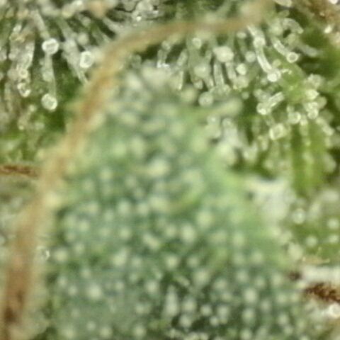 Mimosa evo stecki  🍊🍋🍍 (65-70bt) growlog timeline photo