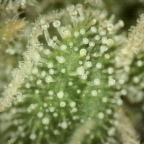 Mimosa evo stecki  🍊🍋🍍 (65-70bt) growlog timeline photo