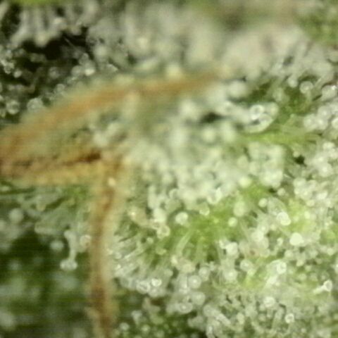 💚Bubba kush 🦝 (56-63 BT) growlog timeline photo
