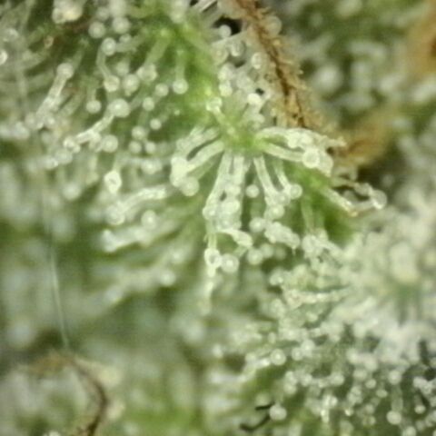 Mimosa evo stecki  🍊🍋🍍 (65-70bt) growlog timeline photo