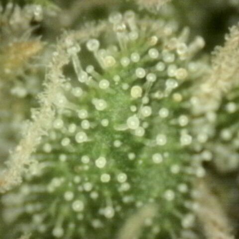 Mimosa evo stecki  🍊🍋🍍 (65-70bt) growlog timeline photo