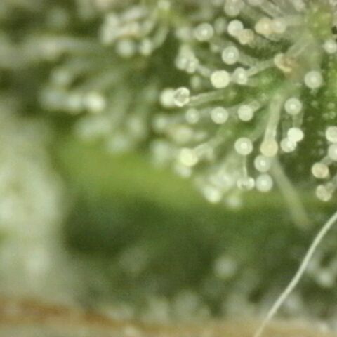 Mimosa evo stecki  🍊🍋🍍 (65-70bt) growlog timeline photo