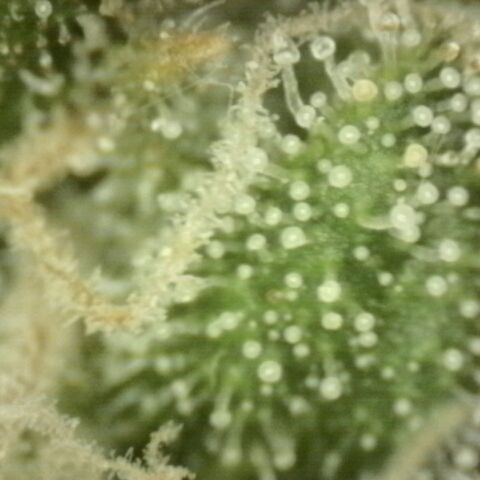 Mimosa evo stecki  🍊🍋🍍 (65-70bt) growlog timeline photo