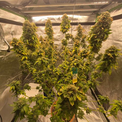 💚Bubba kush 🦝 (56-63 BT) growlog timeline photo