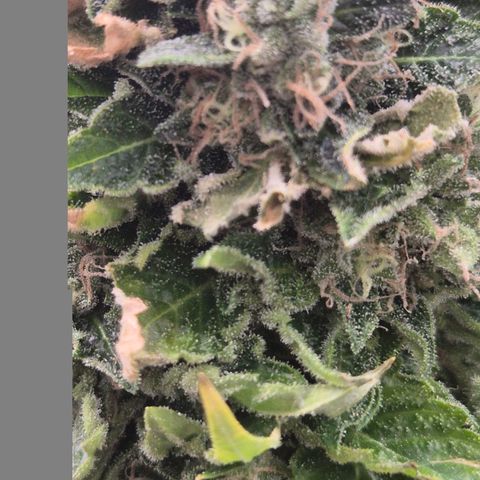 💚Bubba kush 🦝 (56-63 BT) growlog timeline photo