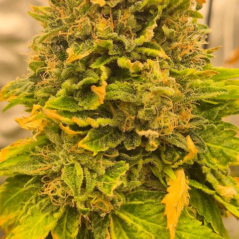 💚Bubba kush 🦝 (56-63 BT) growlog timeline photo