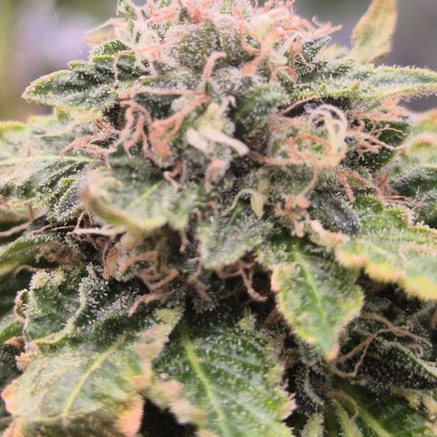 💚Bubba kush 🦝 (56-63 BT) growlog timeline photo