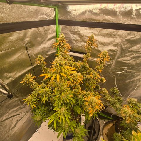 Tangerine dream 🌴 (60-65bt)  growlog timeline photo