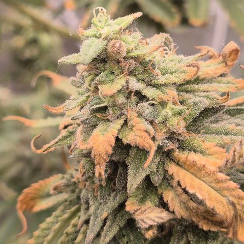 Mimosa evo stecki  🍊🍋🍍 (65-70bt) growlog timeline photo