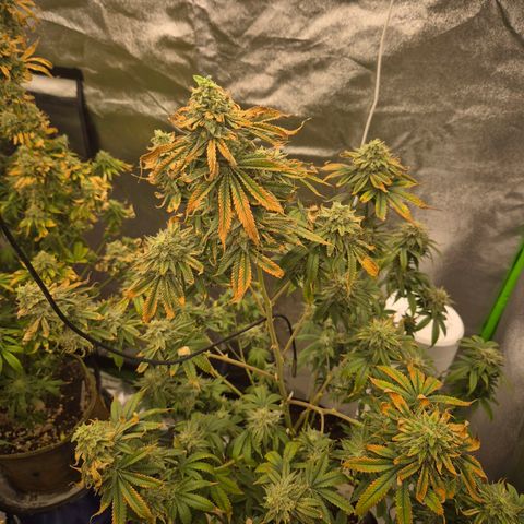 Mimosa evo stecki  🍊🍋🍍 (65-70bt) growlog timeline photo