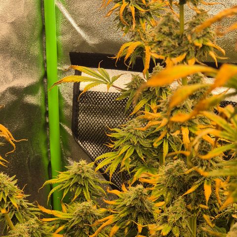 Tangerine dream 🌴 (60-65bt)  growlog timeline photo