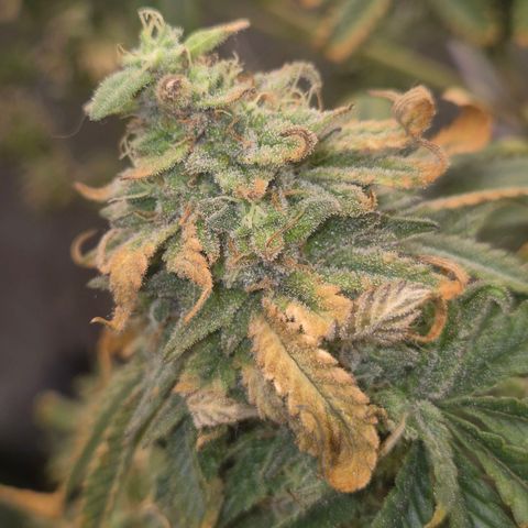 Mimosa evo stecki  🍊🍋🍍 (65-70bt) growlog timeline photo
