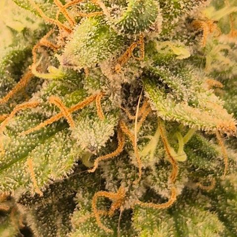 Mimosa evo stecki  🍊🍋🍍 (65-70bt) growlog timeline photo
