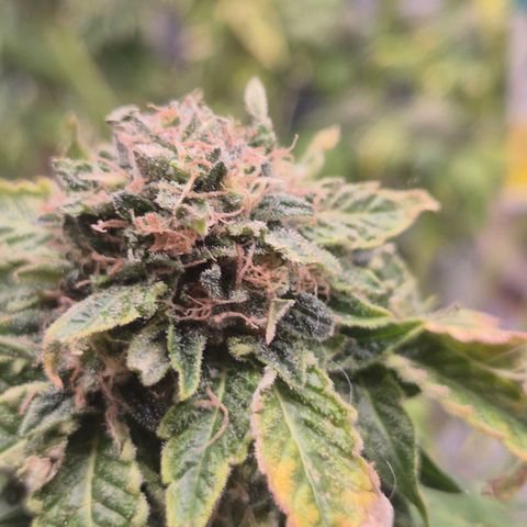 💚Bubba kush 🦝 (56-63 BT) growlog timeline photo