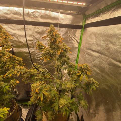 Mimosa evo stecki  🍊🍋🍍 (65-70bt) growlog timeline photo
