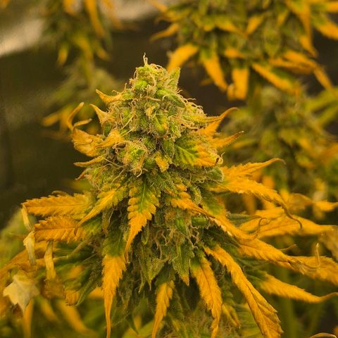 Tangerine dream 🌴 (60-65bt)  growlog timeline photo