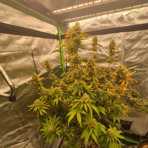 Tangerine dream 🌴 (60-65bt)  growlog timeline photo