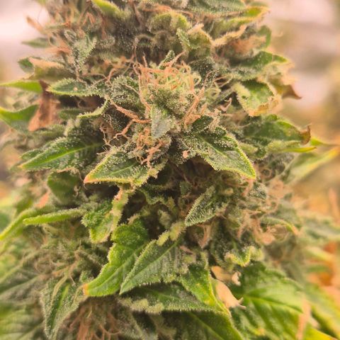 💚Bubba kush 🦝 (56-63 BT) growlog timeline photo