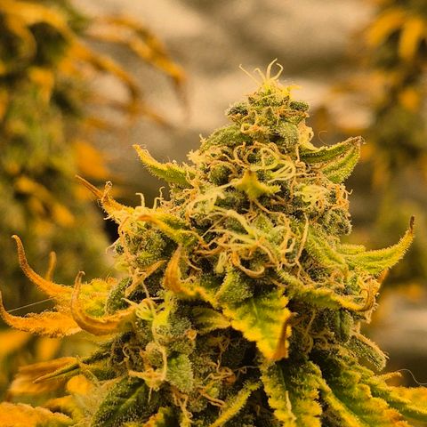 Tangerine dream 🌴 (60-65bt)  growlog timeline photo