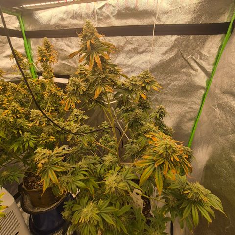 Mimosa evo stecki  🍊🍋🍍 (65-70bt) growlog timeline photo