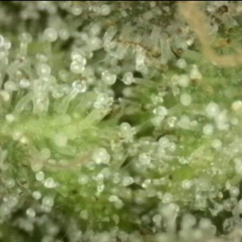 💚Bubba kush 🦝 (56-63 BT) growlog timeline photo