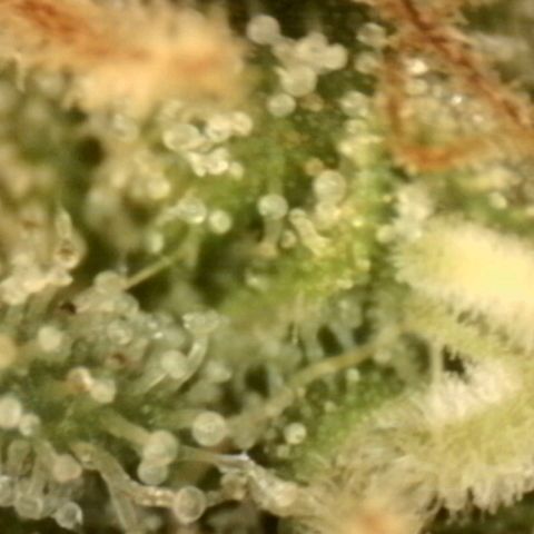 💚Bubba kush 🦝 (56-63 BT) growlog timeline photo
