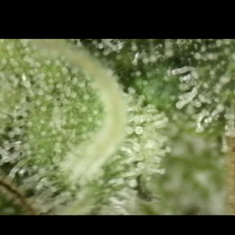 Mimosa evo stecki  🍊🍋🍍 (65-70bt) growlog timeline photo