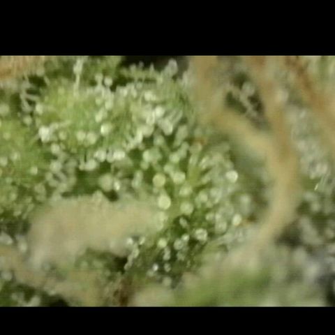 Mimosa evo stecki  🍊🍋🍍 (65-70bt) growlog timeline photo
