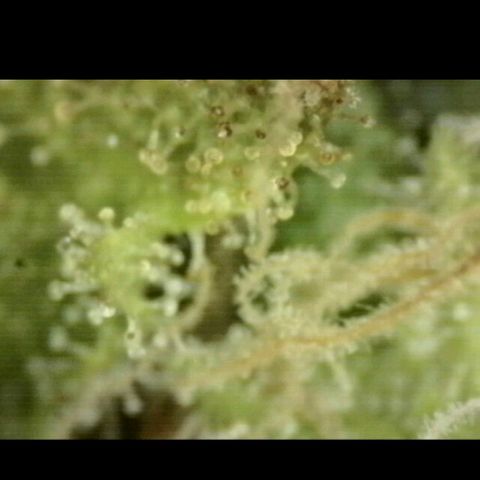 Mimosa evo stecki  🍊🍋🍍 (65-70bt) growlog timeline photo